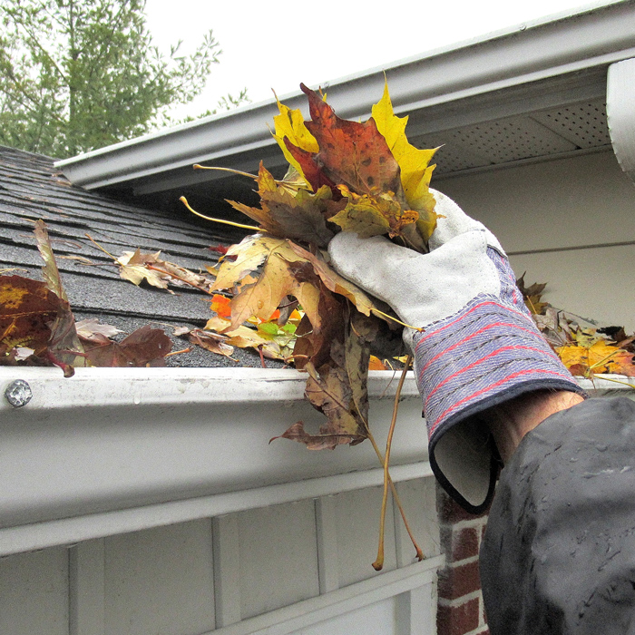 gloved hand Cleaning leaves and pine needles out of home gutters