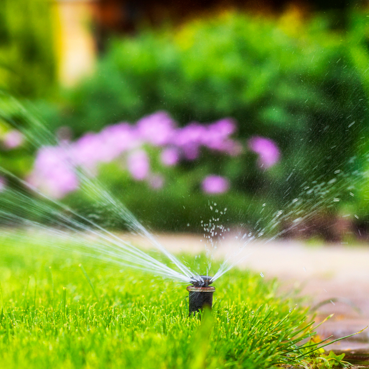 Irrigation Maintenance Plan-sprinklers - purple flowers in background active grass sprinklers